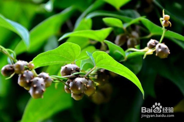 山药的需肥特点和山药重茬病害的应对措施