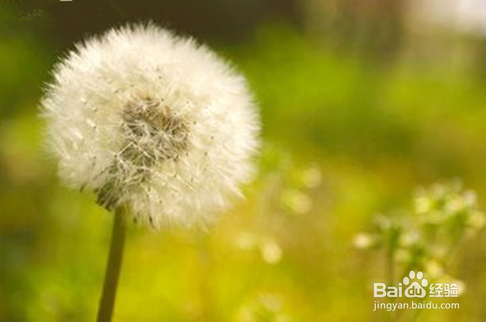 浦公英的好处与禁忌