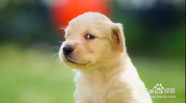 如何高效率地训练狗狗