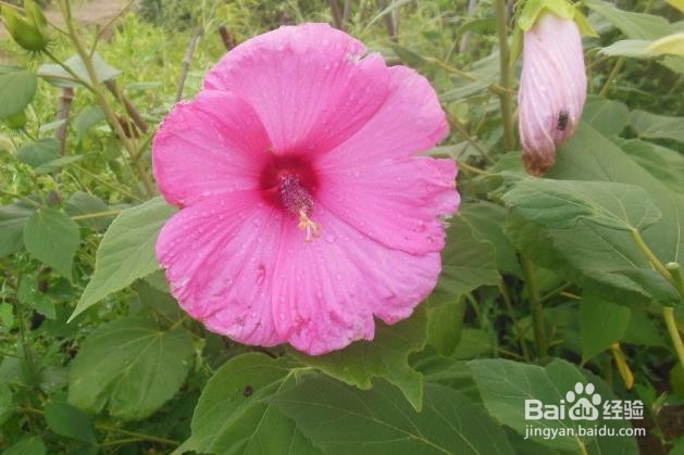 桑叶牡丹怎么修剪