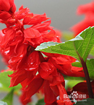 怎么养护草本植物一串红