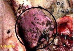 【优雅的生活专家】第四章(食材选购)二