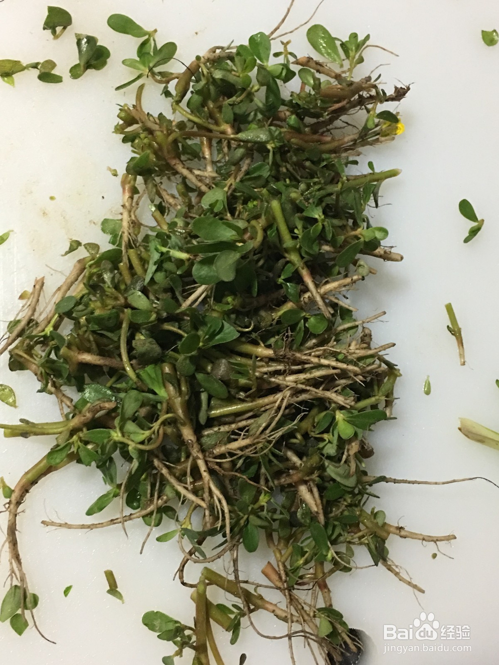 马苋菜怎样煮才好吃?