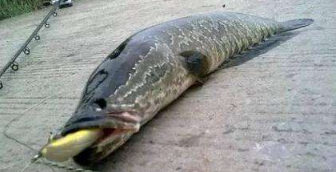 钓鱼必备知识《抛竿篇》