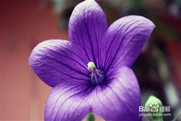 桔梗的养殖技巧和注意事项都有什么？