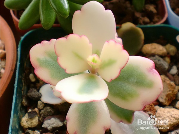 如何养好多肉植物玉吊钟
