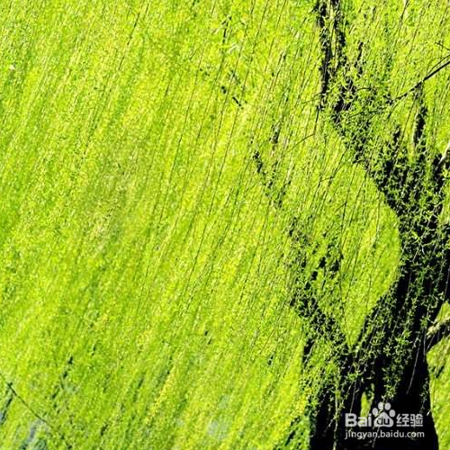 柳树的养殖方法和注意事项