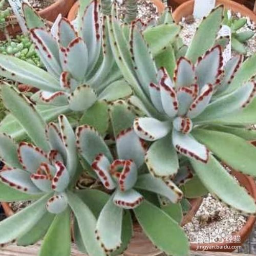 月兔耳烂根怎么办