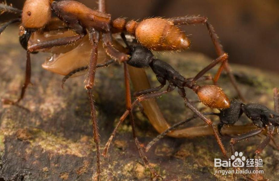 行军蚁可以杀死人吗？