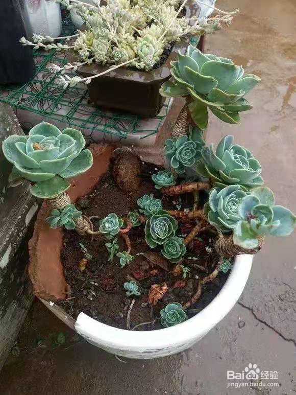 垃圾桶里一堆“贵货”花，丢人也要捡