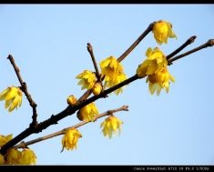 一月份的花有哪些？