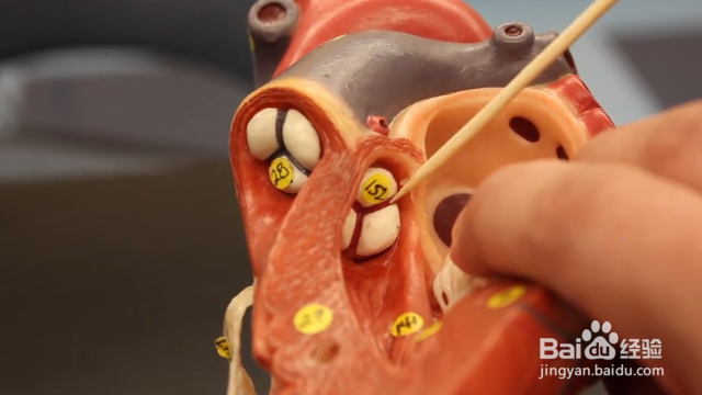 如何预防和治疗心脑血管疾病