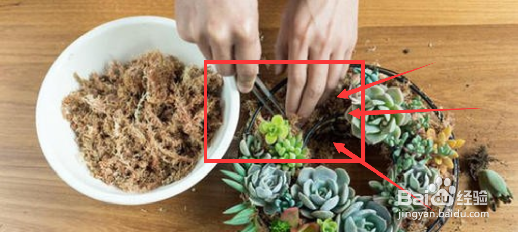 水苔养蝴蝶兰的方法