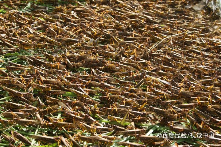 蚂蚱的营养价值和功效