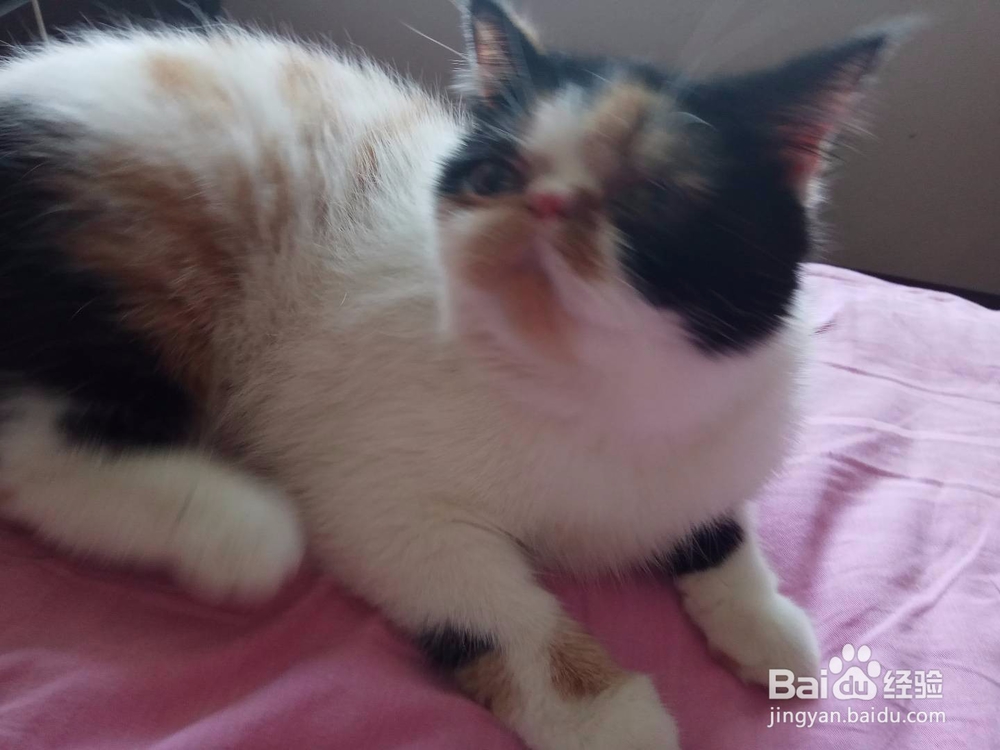 怎样清理加菲猫的泪痕