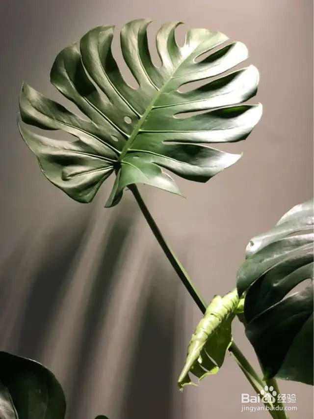 6种花就适合养在潮湿环境