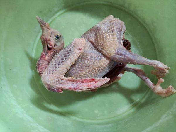 灰枣枸杞老鸽汤