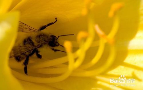 蜂蜜花粉的功效与作用及食用方法 百度经验