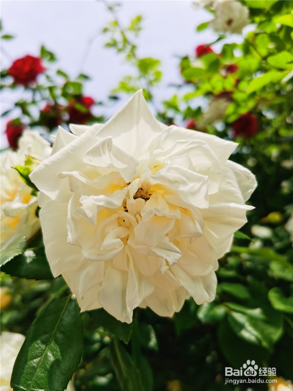 怎么修剪月季花