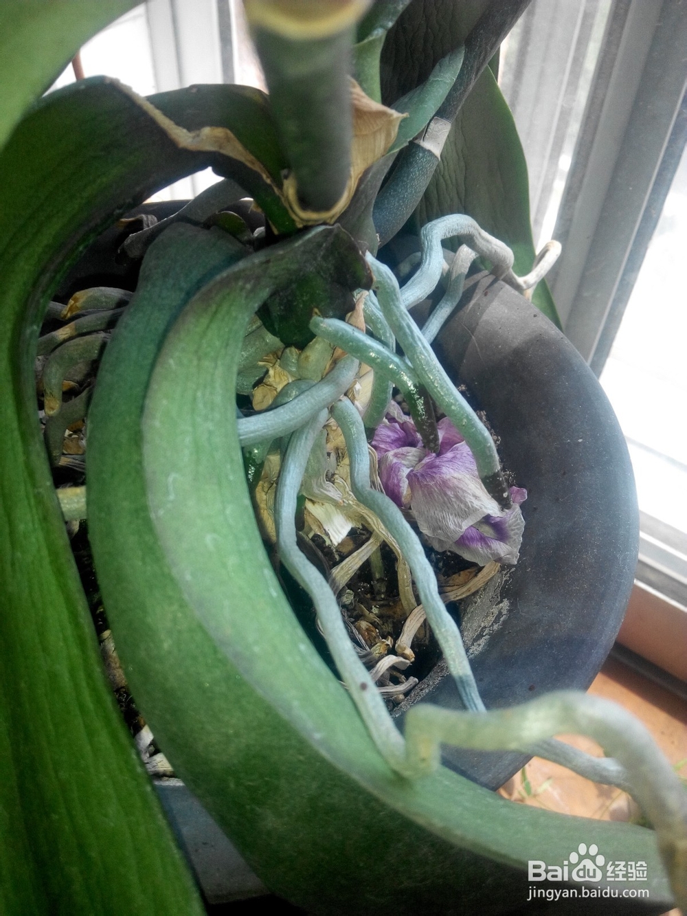 蝴蝶兰换土要提前准备