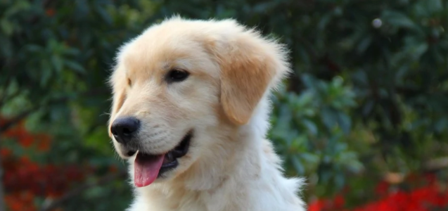 常见宠物犬20种有哪些