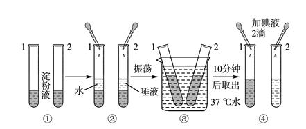 探究唾液对淀粉的消化作用试验流程怎么做
