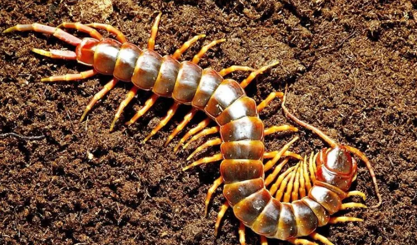 蜈蚣怕什么东西和气味