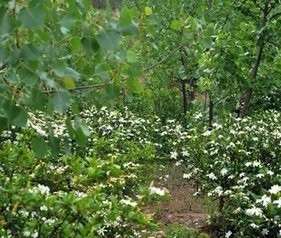 快速繁殖枙子花攻略