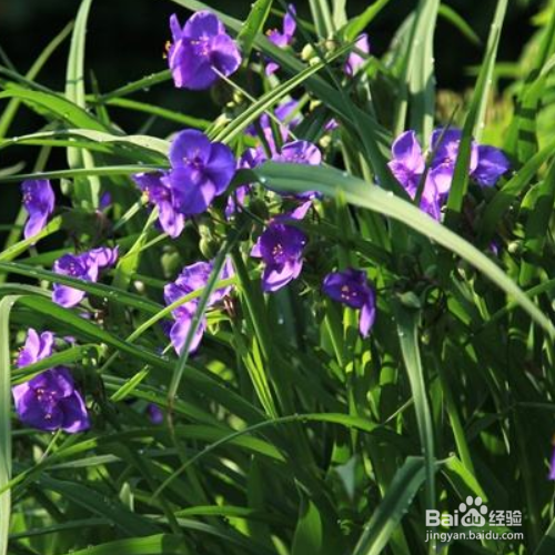 紫露草为什么叶子变黄了?