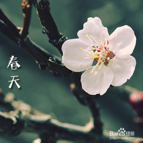 茉莉花怎样养殖，长得比较好？