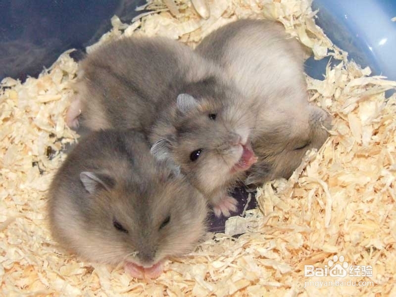 仓鼠不想养了怎么办?仓鼠不想养了怎么处理?