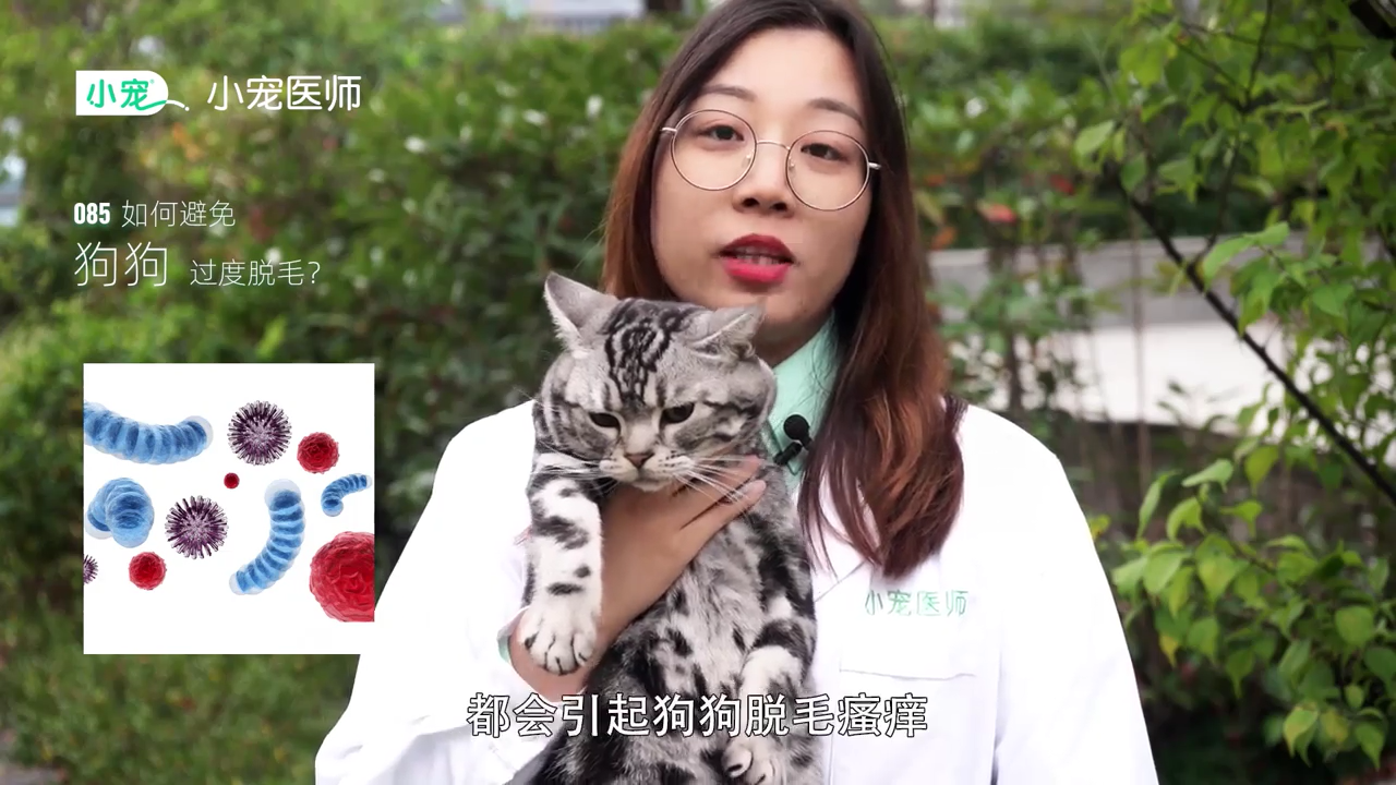 如何避免狗狗过度脱毛