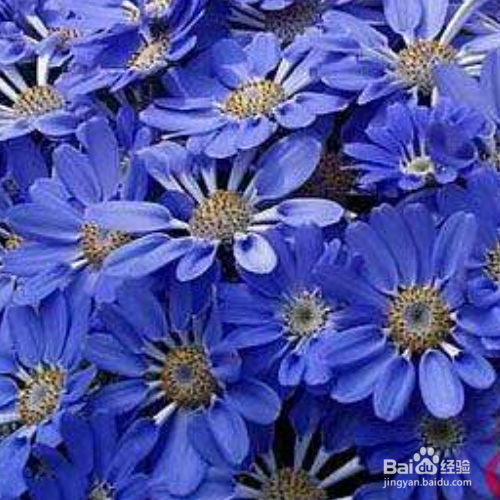 瓜叶菊有毒吗？