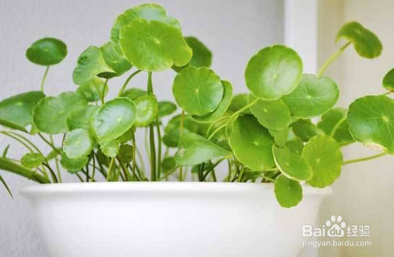 铜钱草在鱼缸里养殖用小石子可以吗