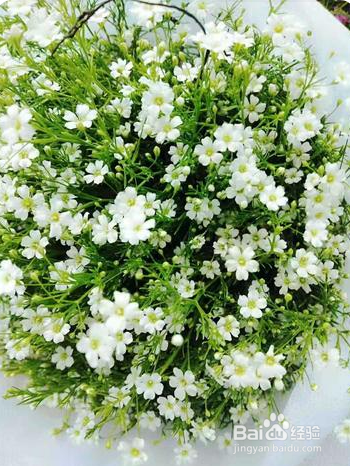 满天星养殖方法