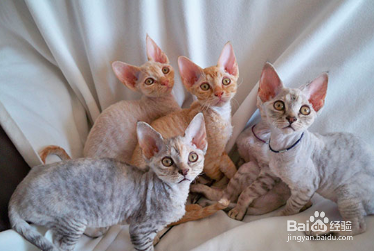 如何训练德文卷毛猫