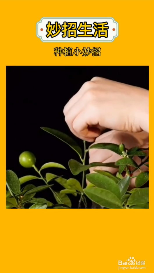 盆栽嫁接小妙招