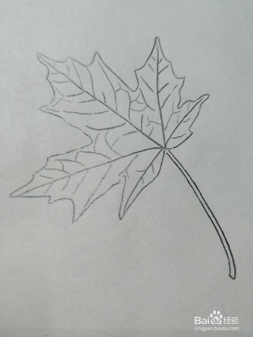 简笔画枫叶怎么画