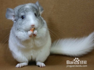 终于知道龙猫的正确抱法了，难怪之前.....