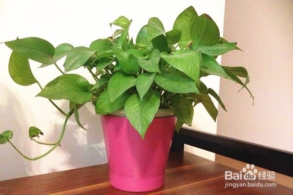 绿萝怎么养才能养的枝繁叶茂?