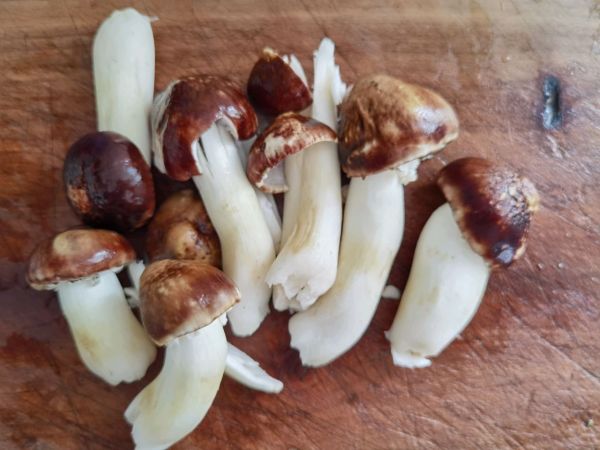 大球盖菇煎鸡胸