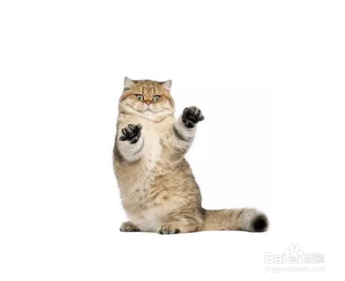 被猫抓伤后该怎么办？