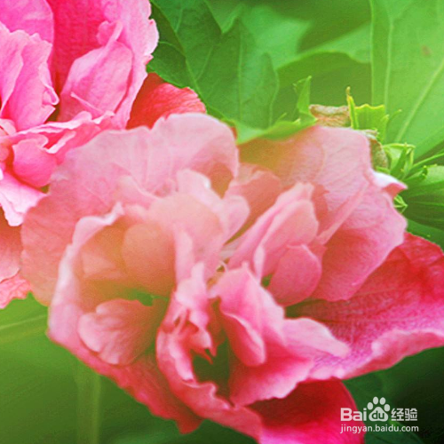 木槿花养殖方法