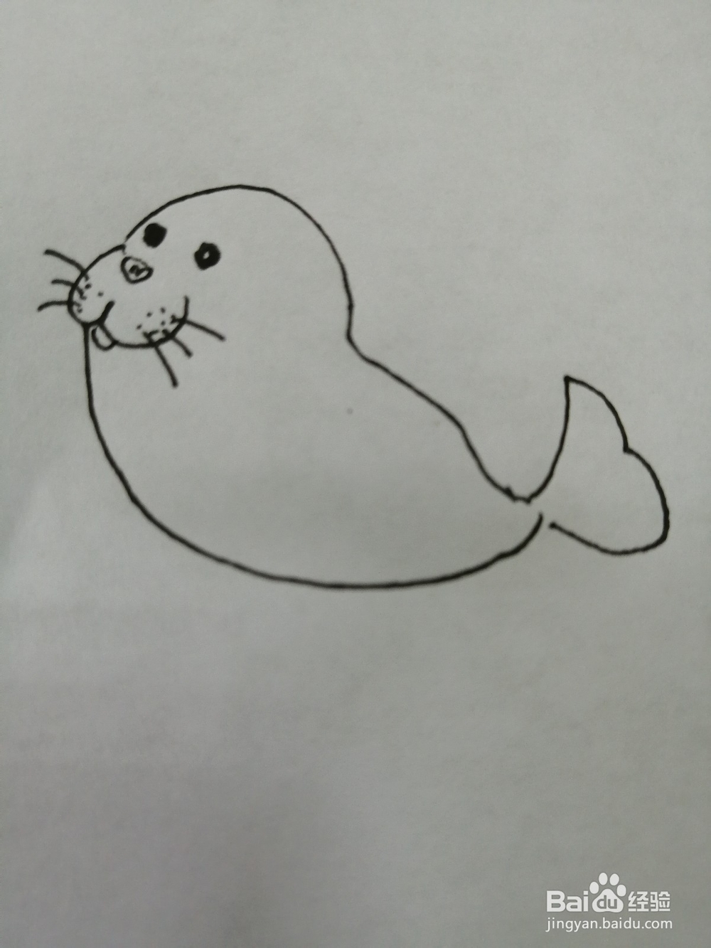 可爱的小海豹怎么画