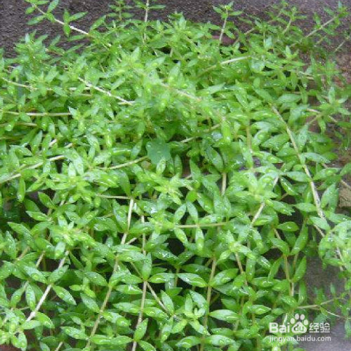 垂盆草有什么作用？