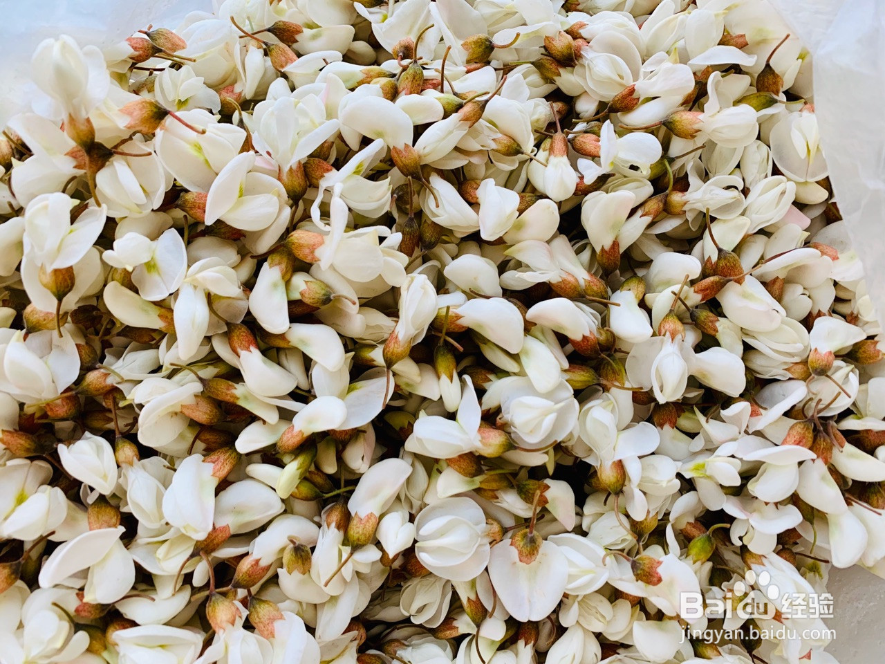 槐花肉水饺的做法
