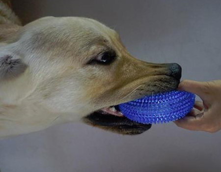 狗狗长到多大才不会磨牙