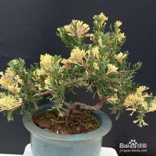 黄金柏该如何养殖?