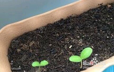 荷兰小黄瓜怎么种