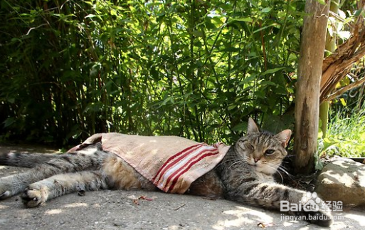 夏天为宠物提供足够的水分尤为重要